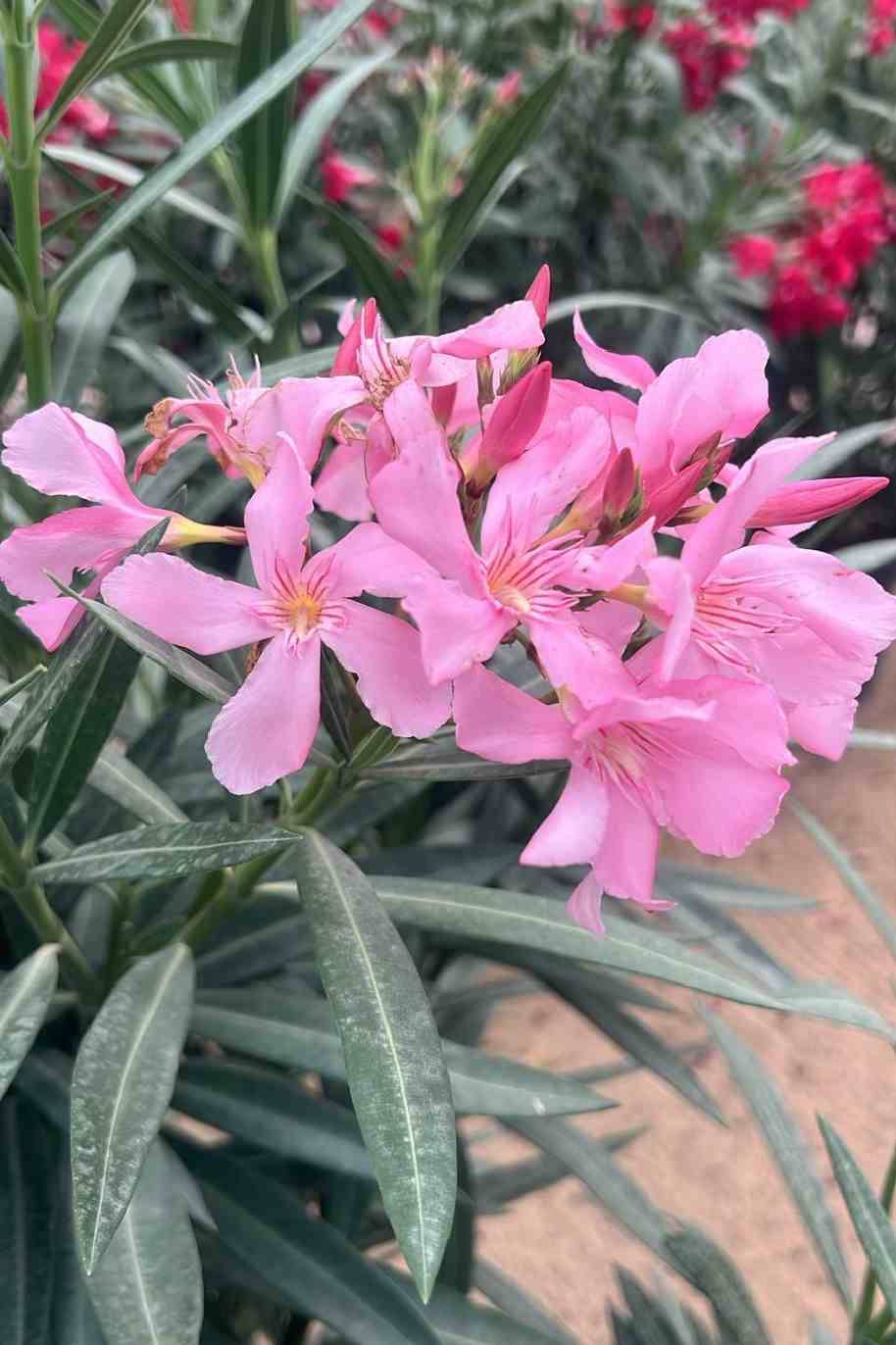 Oleander Bushy - Nerium Oleander - image 4
