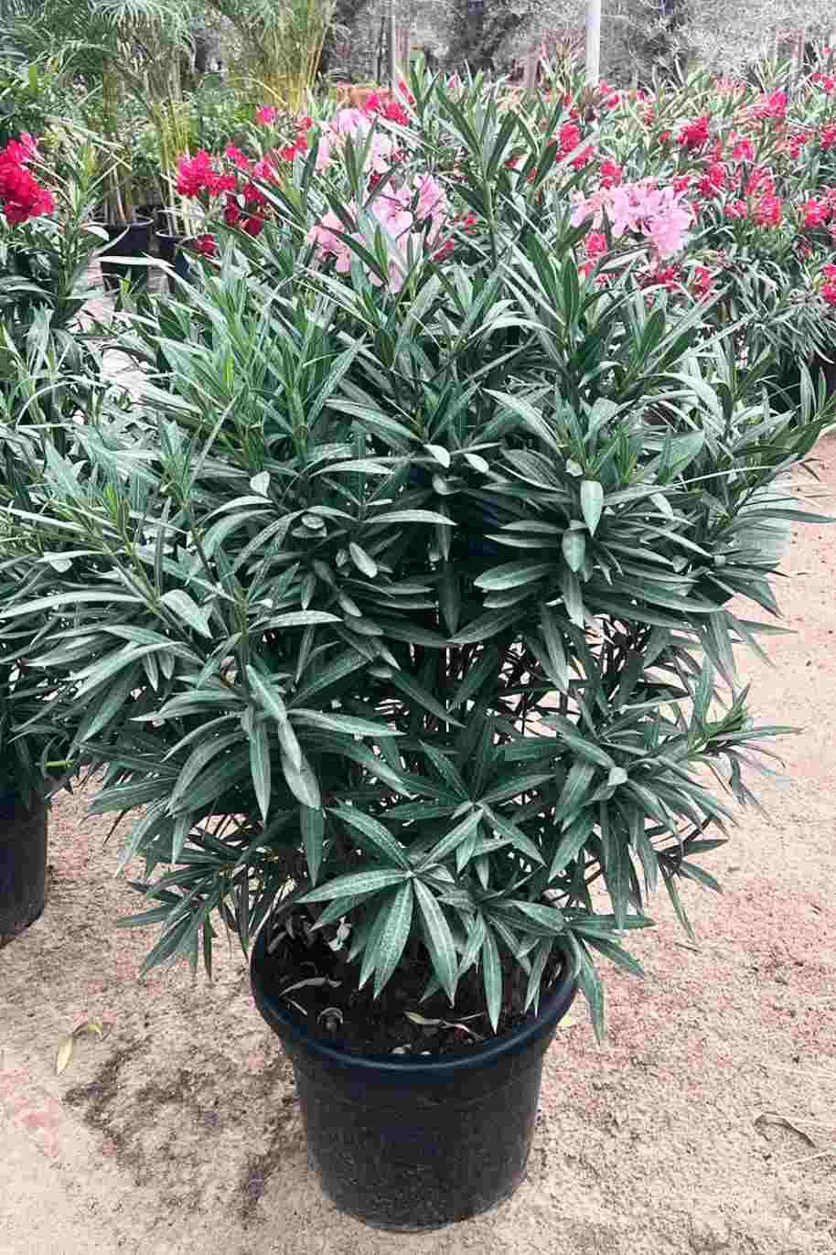 Nerium Oleander