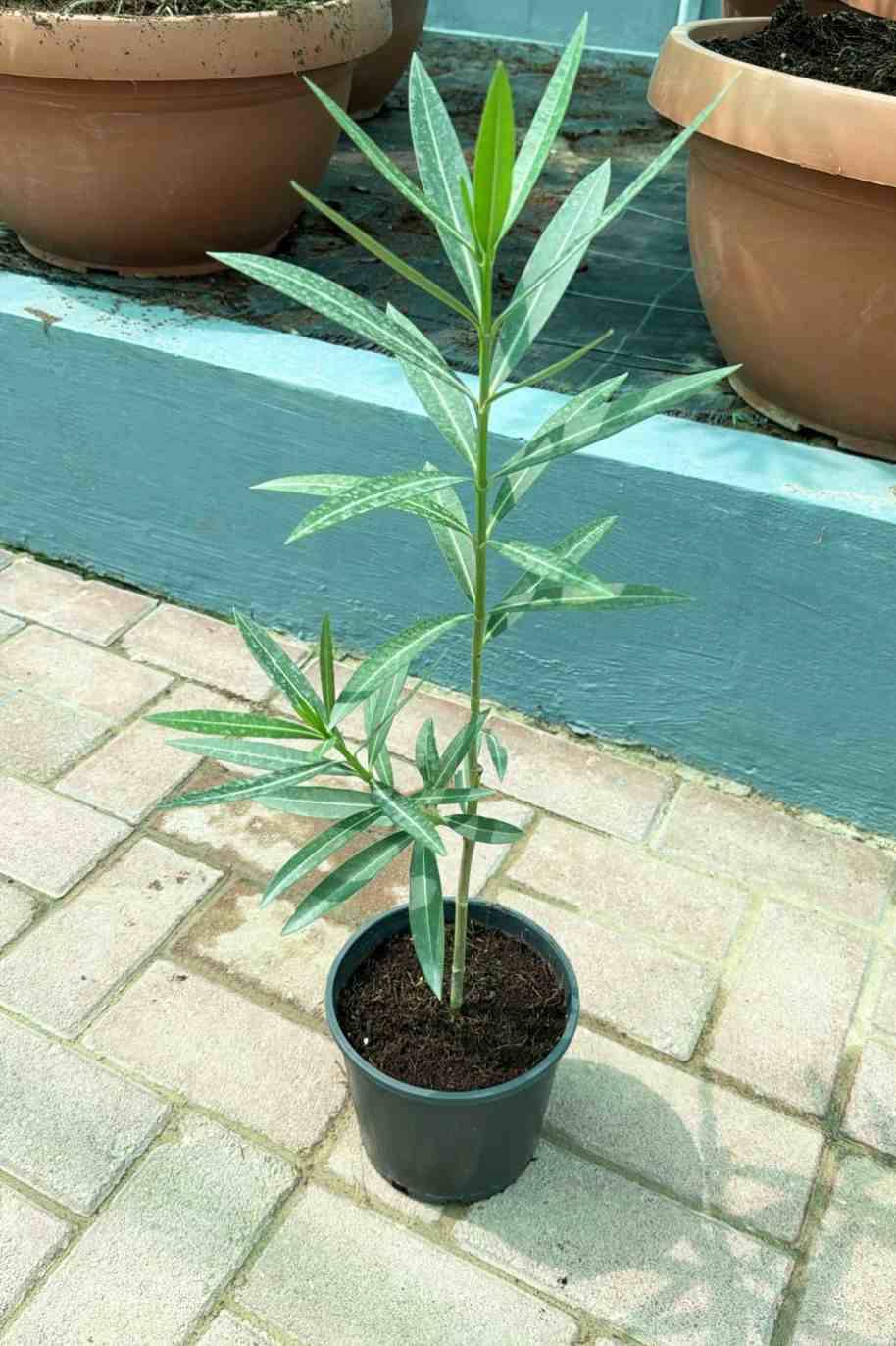 Nerium Oleander