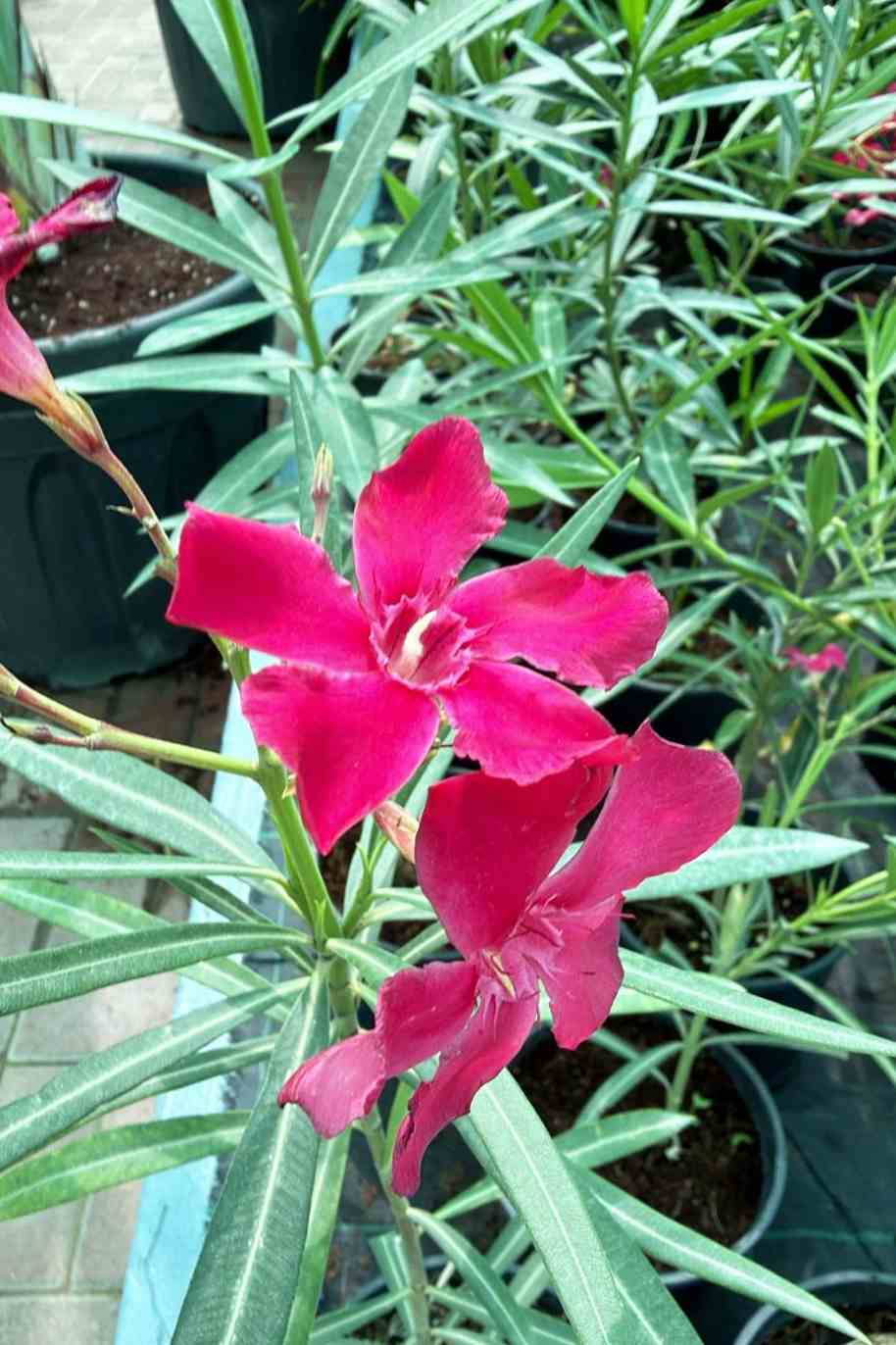 Oleander Mini