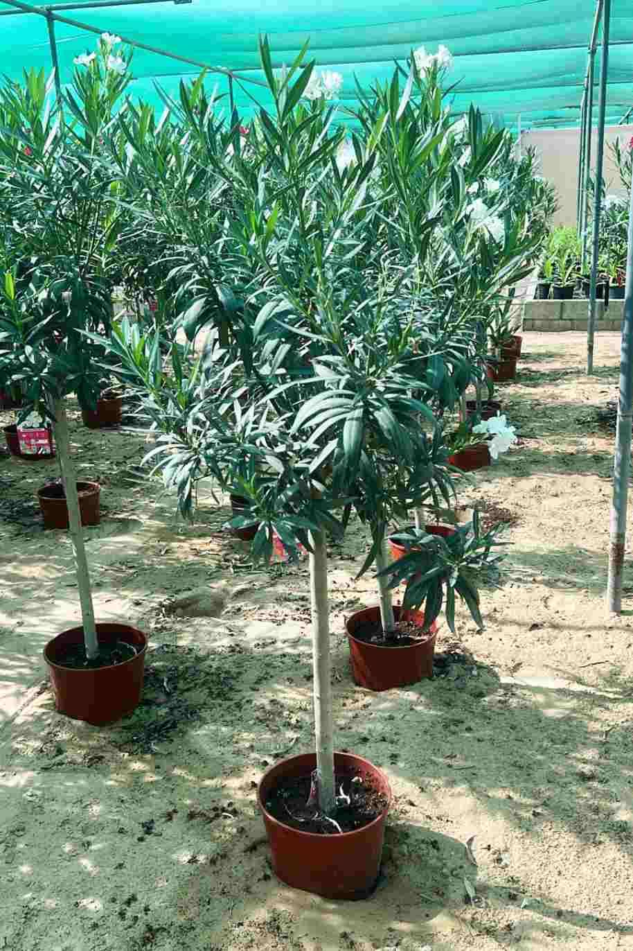 Oleander Single Head