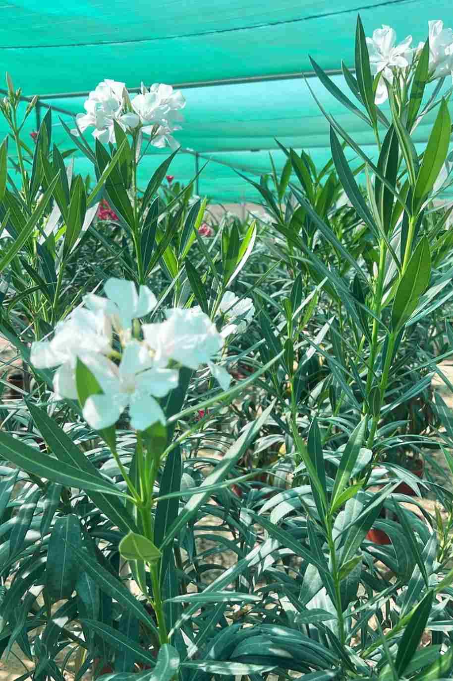 Oleander Single Head