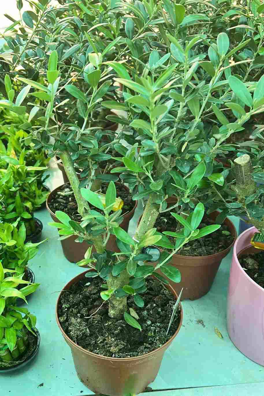 Olive Dwarf Indoor