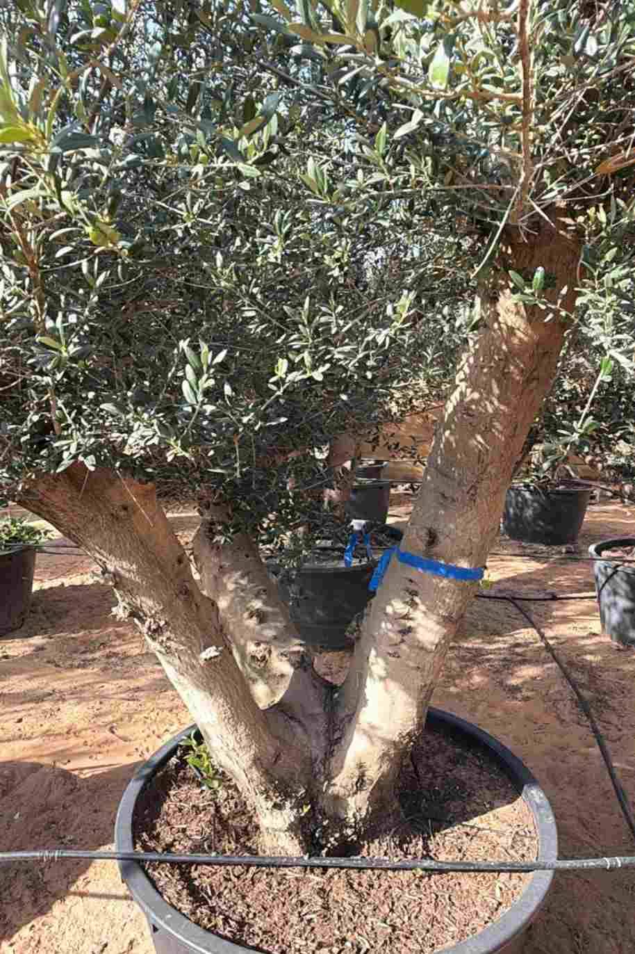 Olea Europea