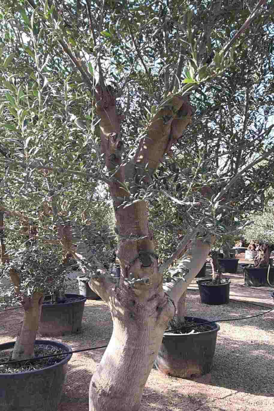 Olea Europea