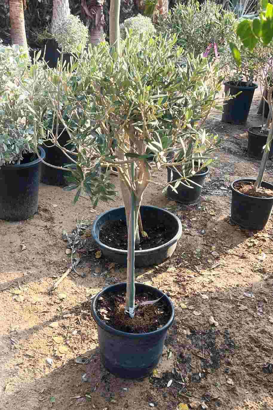 Olive Tree