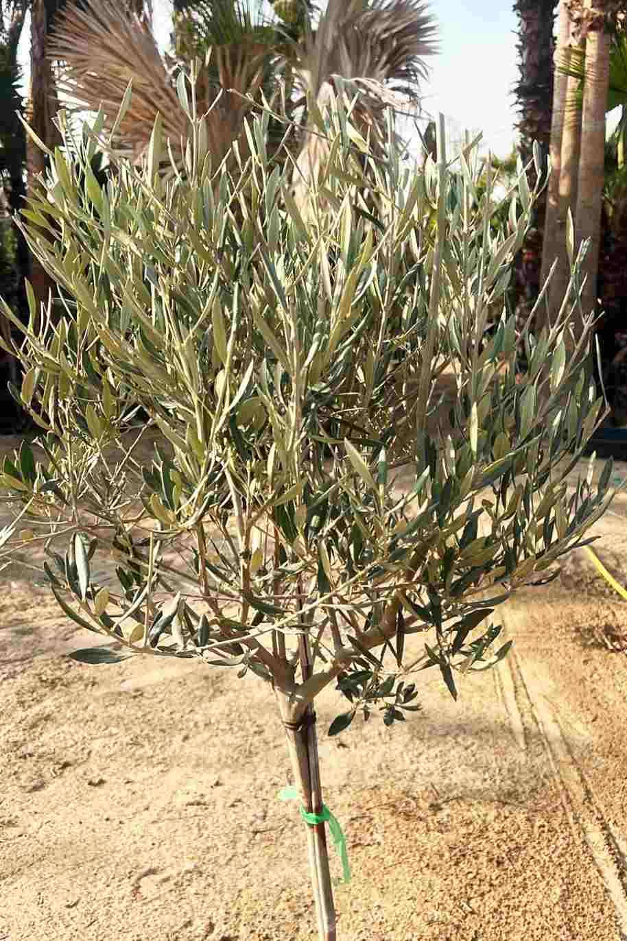 Olive Tree