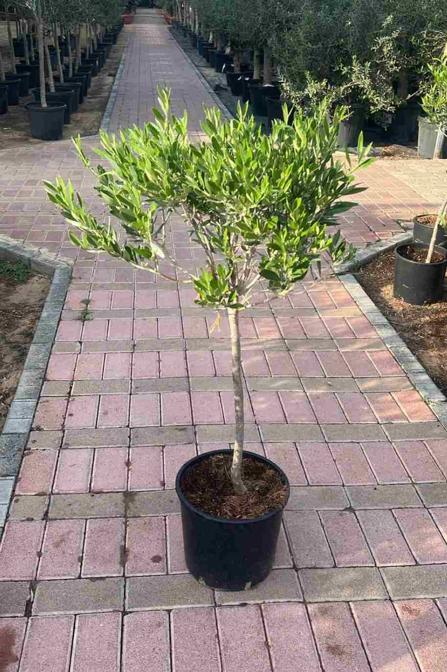 Olive Tree