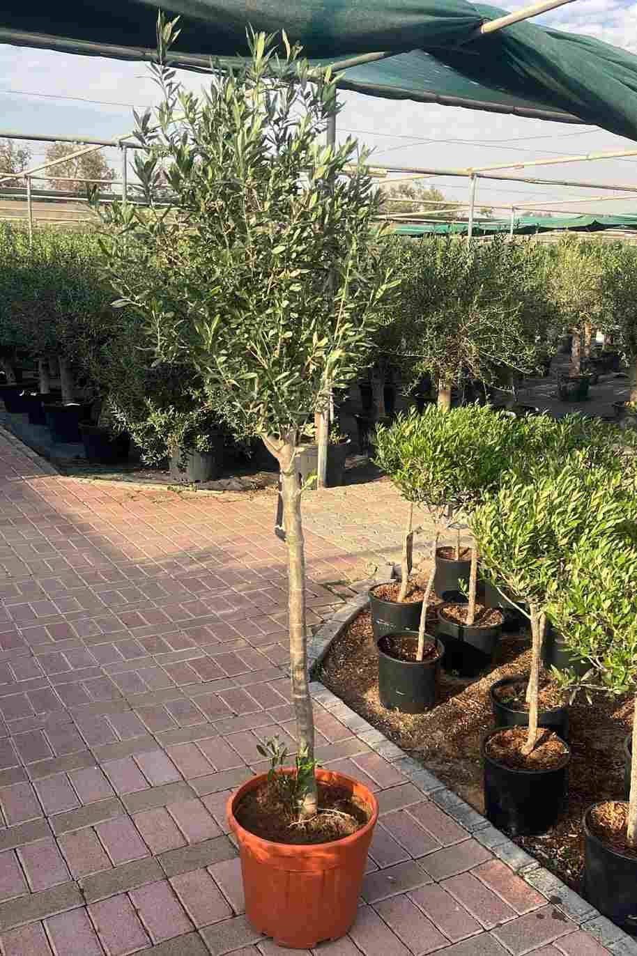 Olive Tree