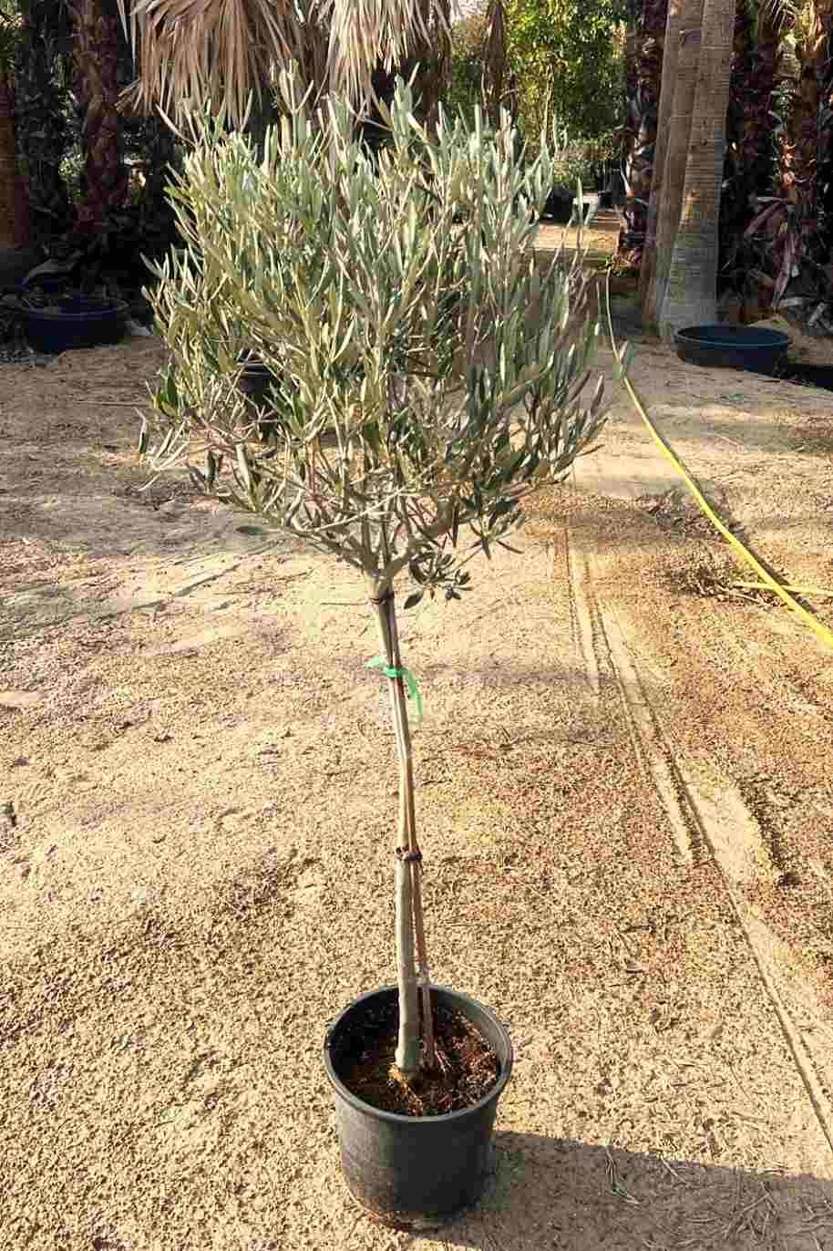 Olive Tree
