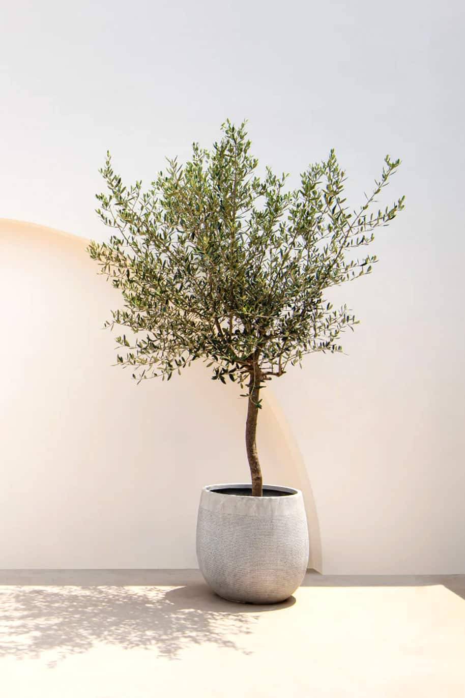 Olive Tree