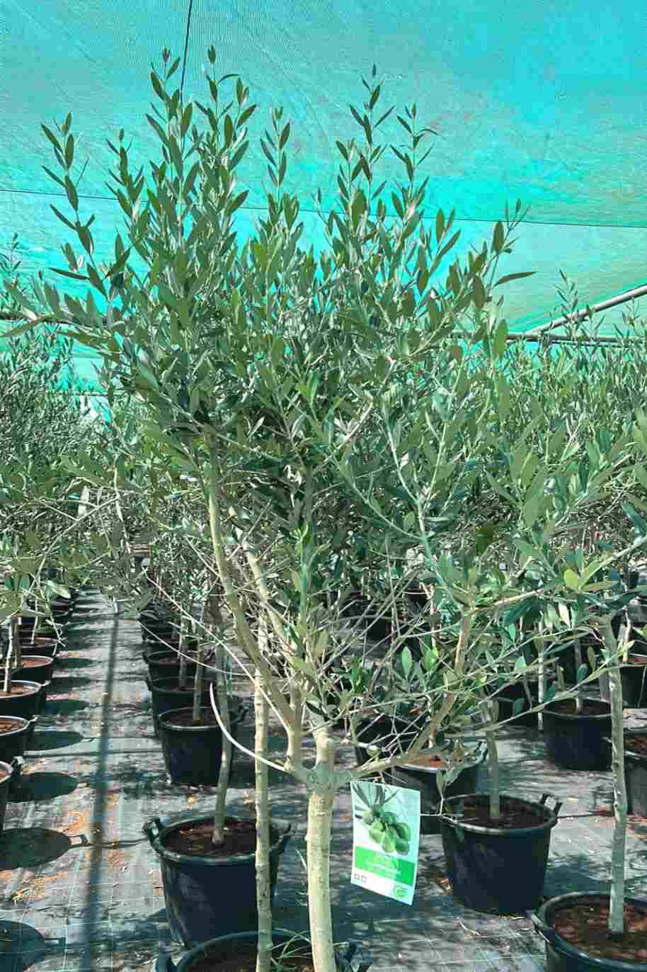 Olive Tree 180cm