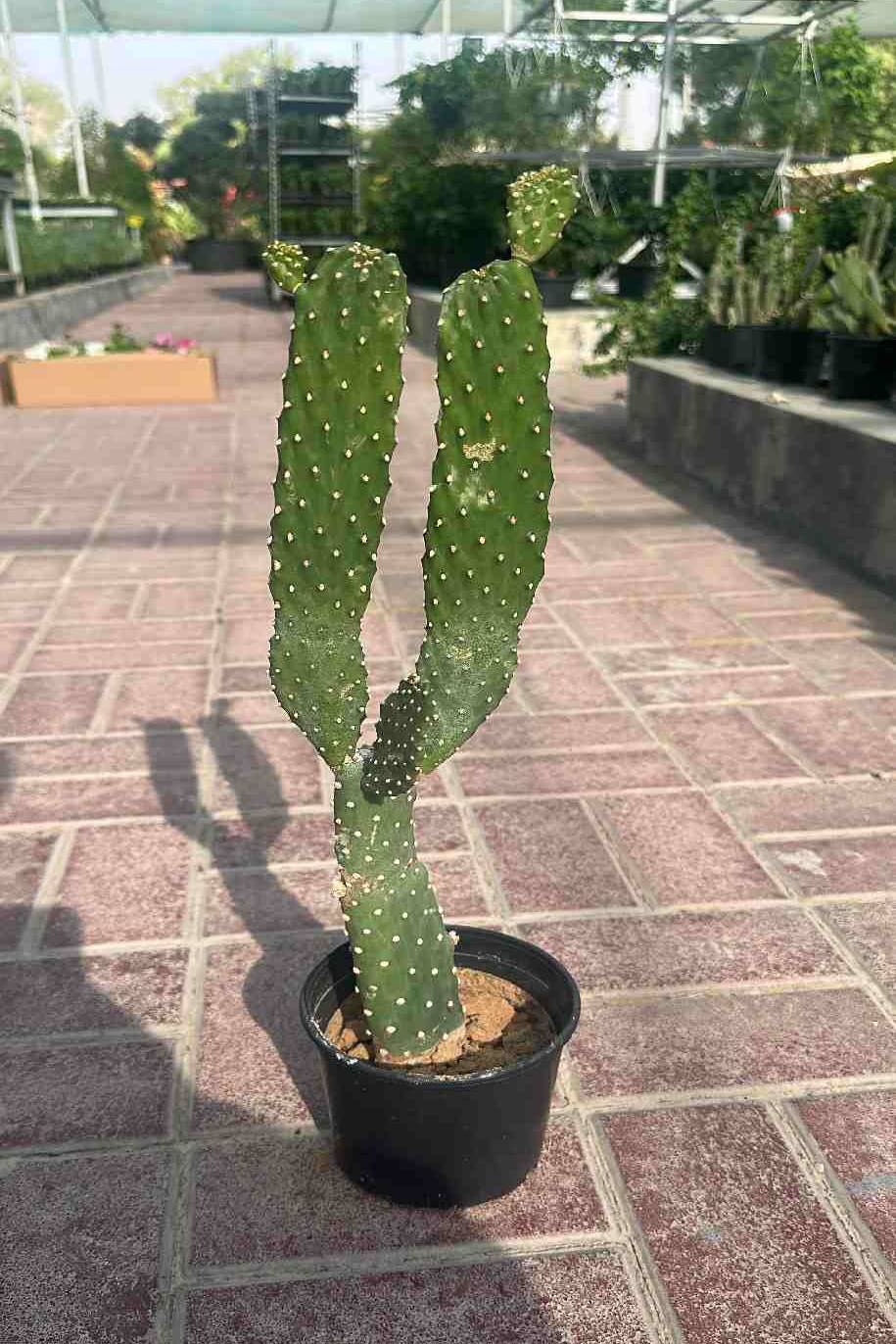 Opuntia Green Cactus