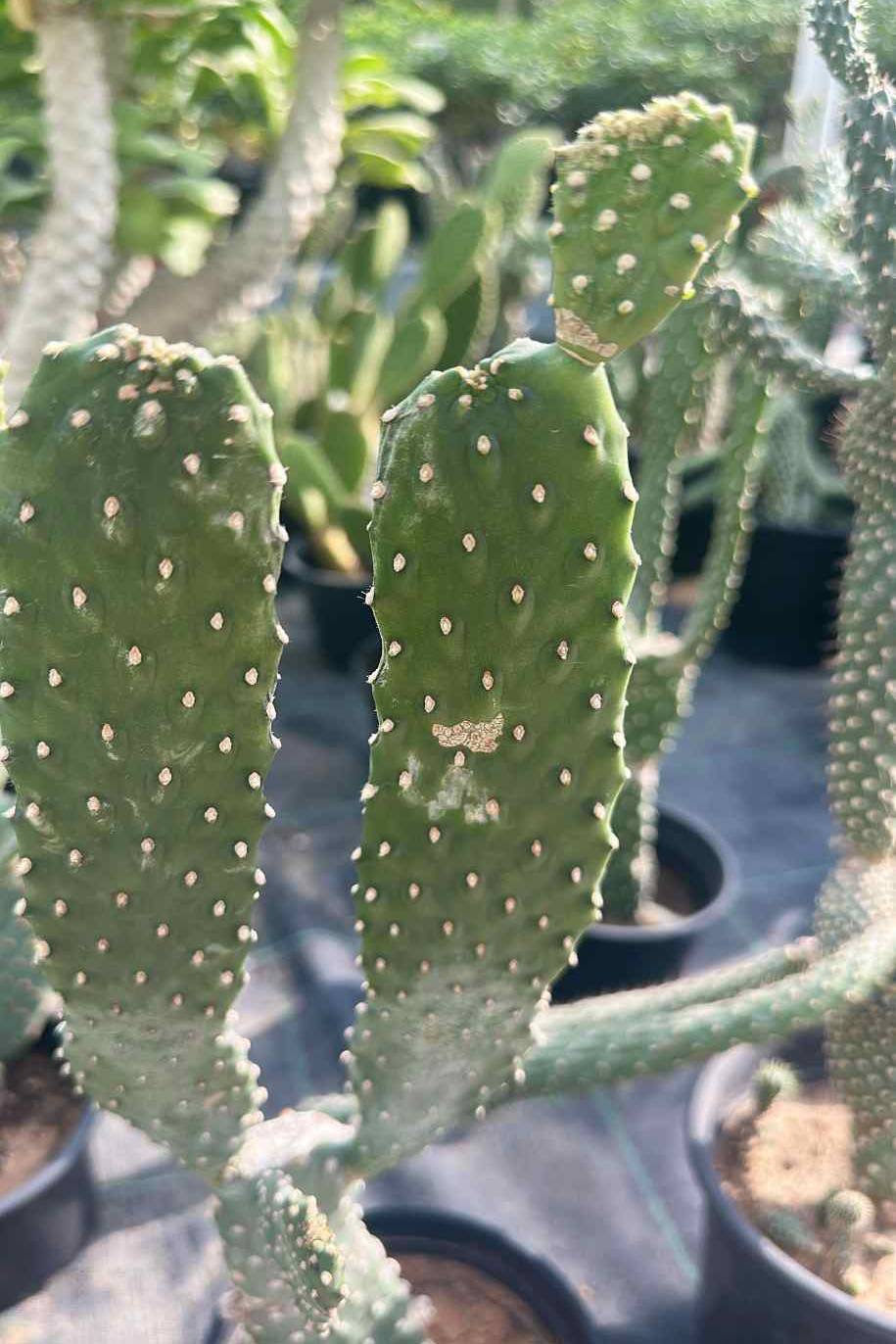 Opuntia Cactus