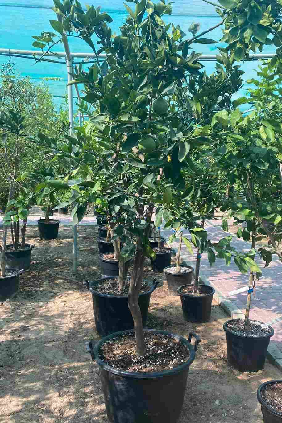 Orange Abusura Tree - Citrus Sinensis - image 2