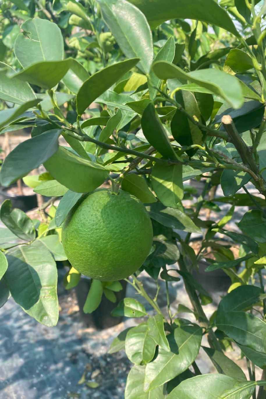 Orange Abusura Tree - Citrus Sinensis