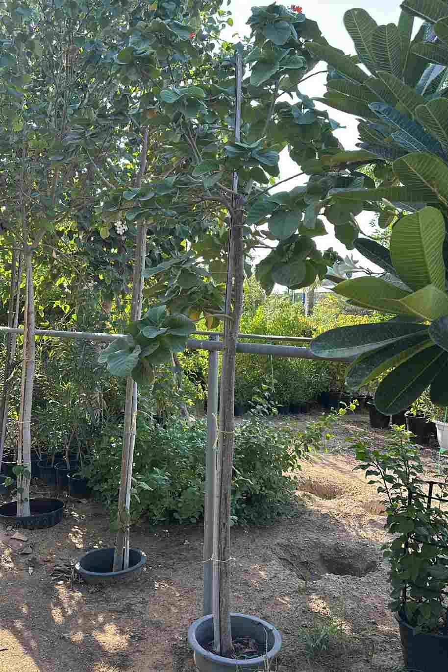 Orange Geiger tree
