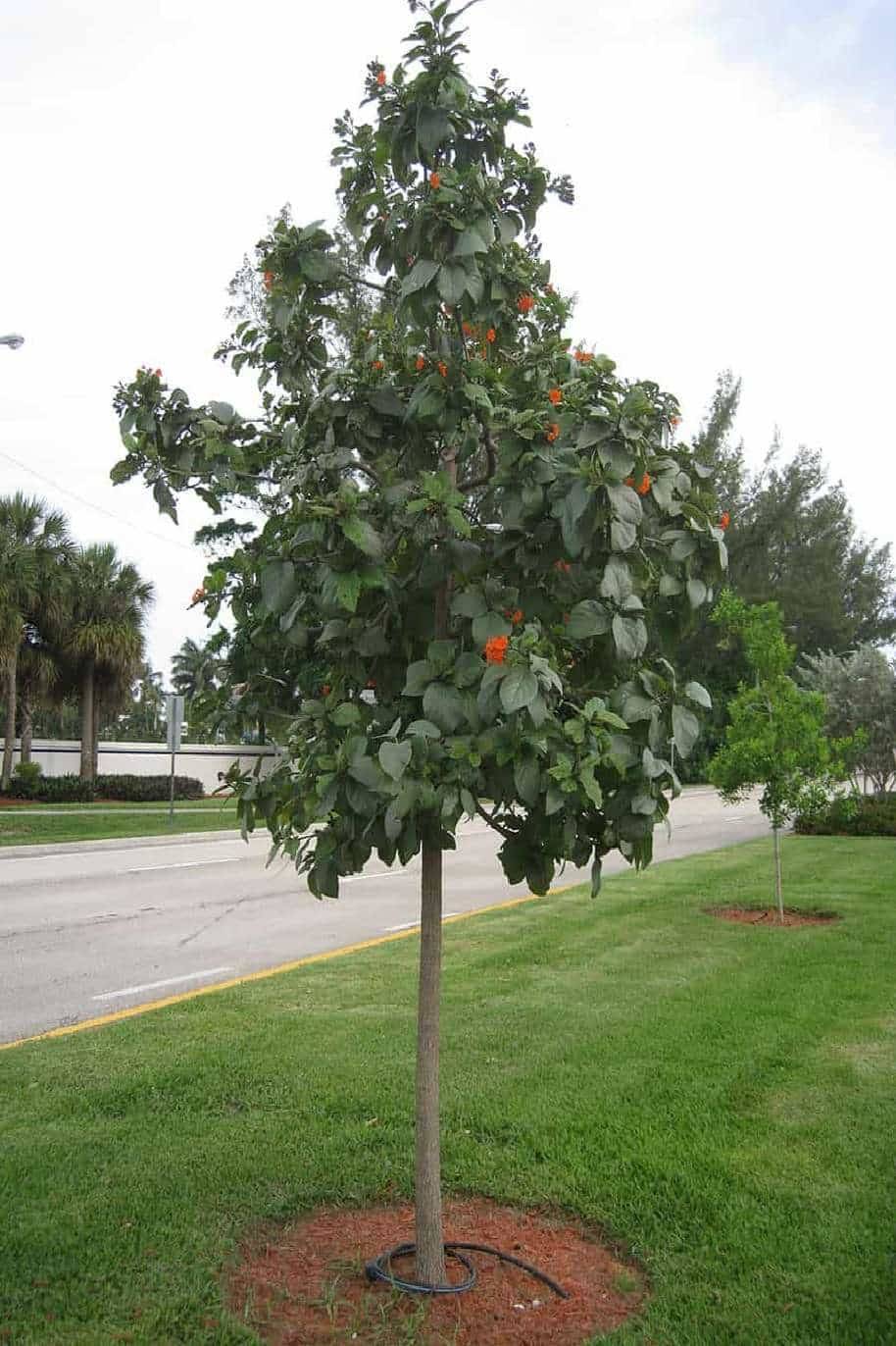 Orange Geiger tree