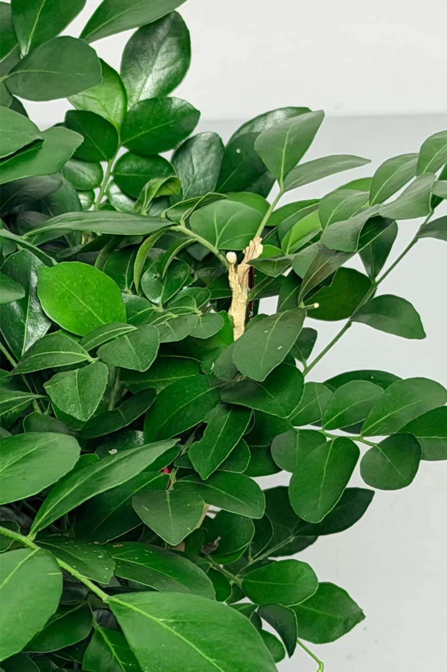 Murraya paniculata