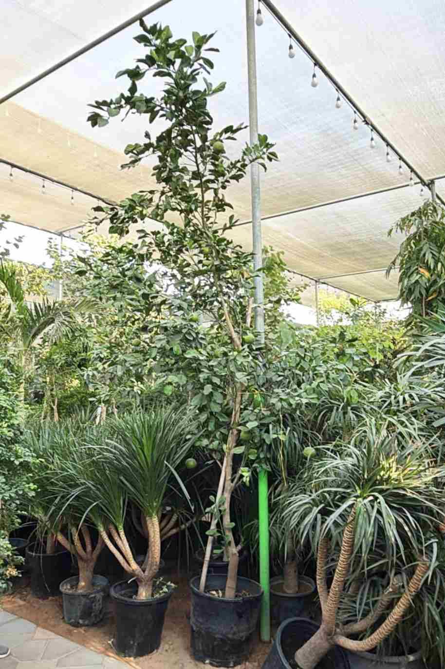 Orange Tree - Citrus - image 2