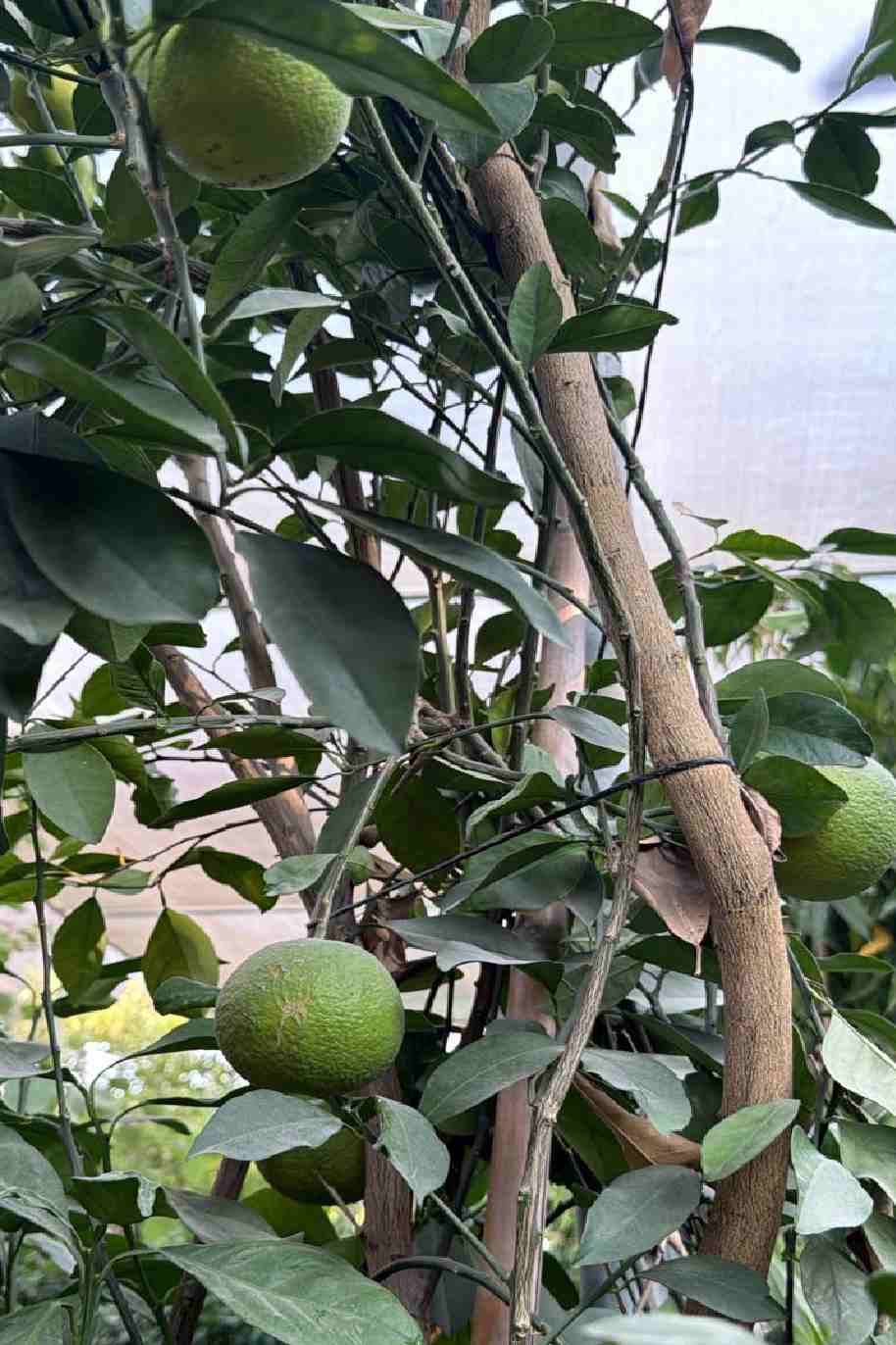 Orange Tree - Citrus - image 3