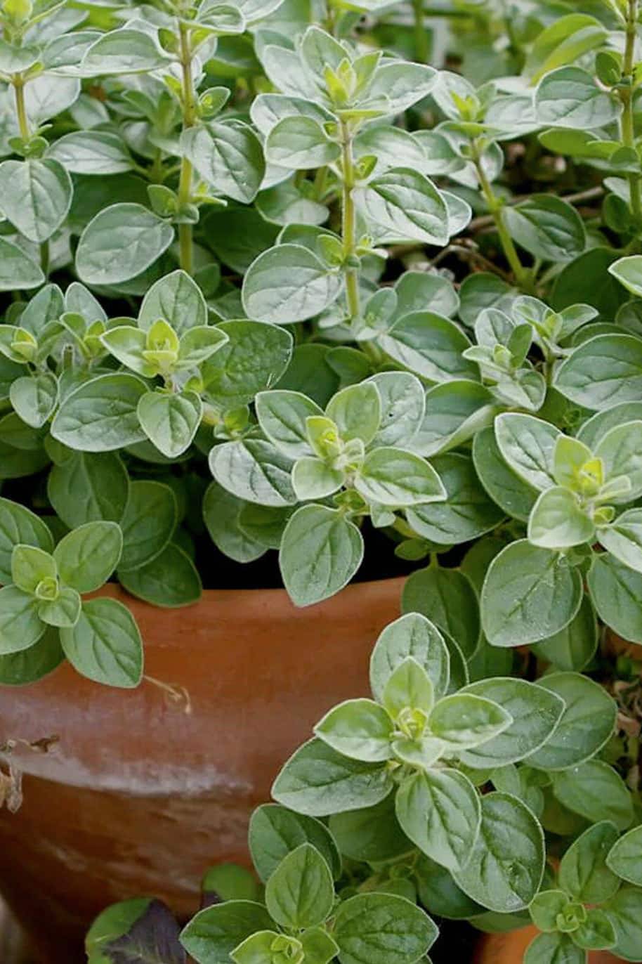 Oregano Seeds