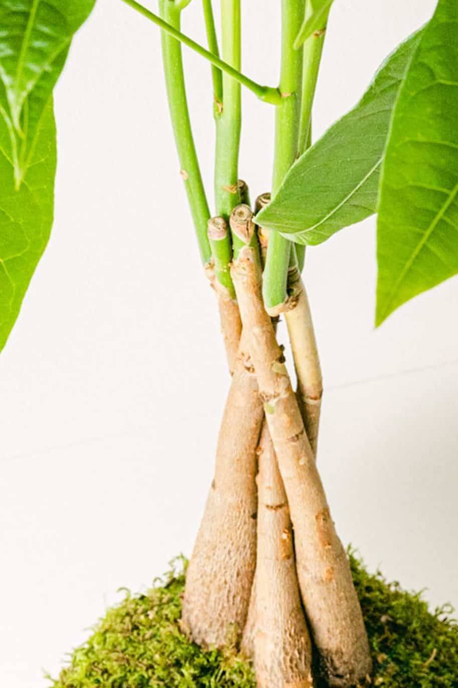PS Kokedama