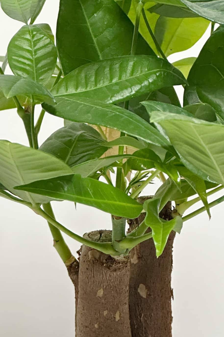 Pachira