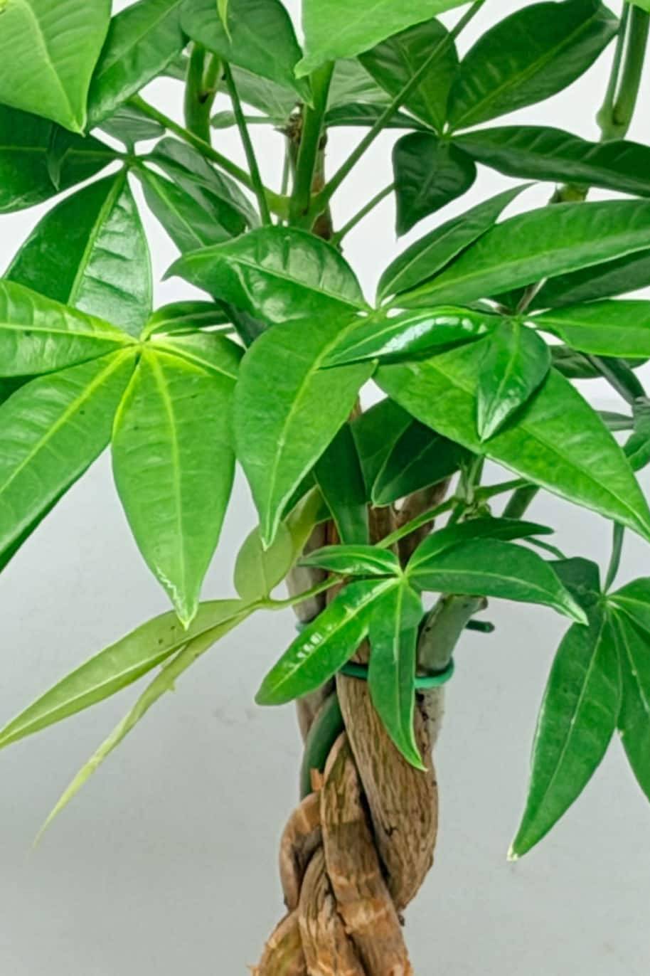 Pachira Aquatica