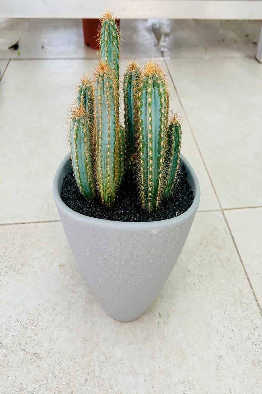 Pachy Cactus Arrangement