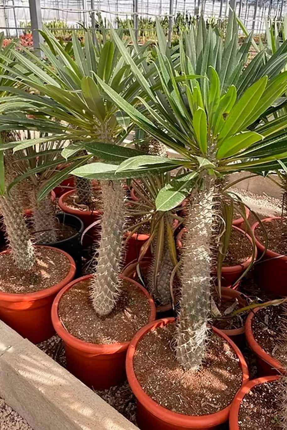 Pachypodium Lamerei Seeds