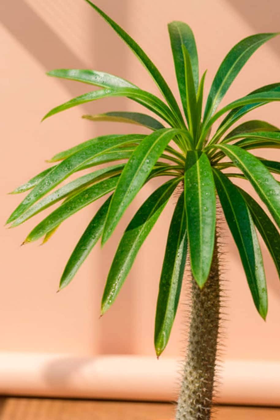 Pachypodium lamerei 