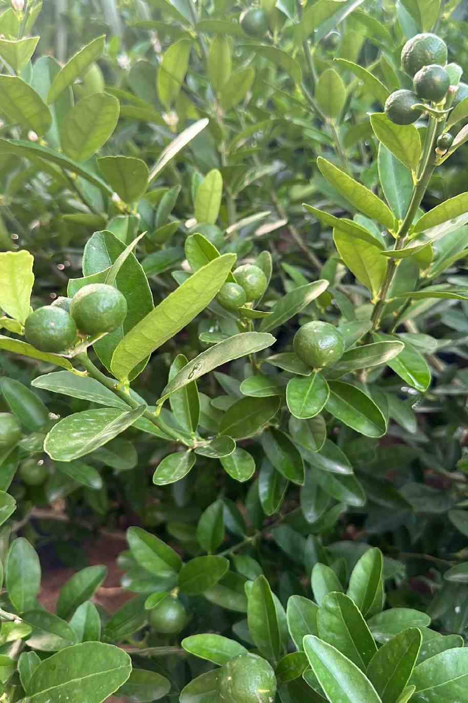 Pakistan Lime
