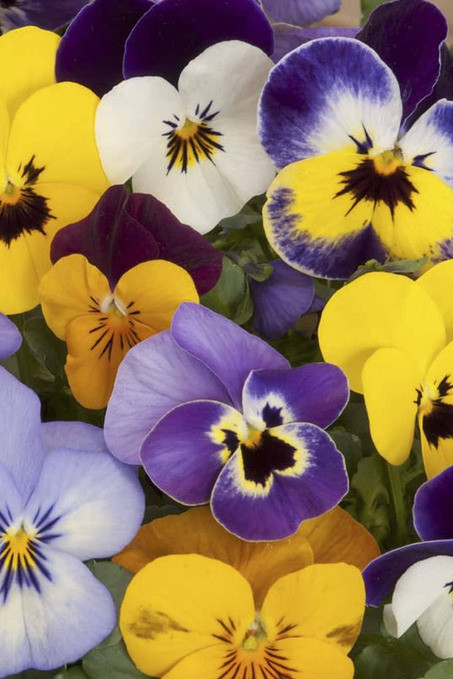 Pansy Mix color Seeds