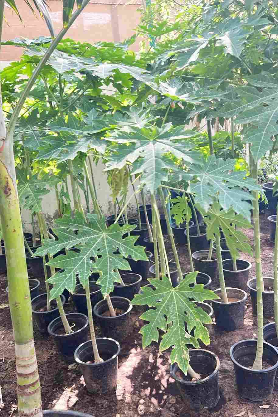 Papaya