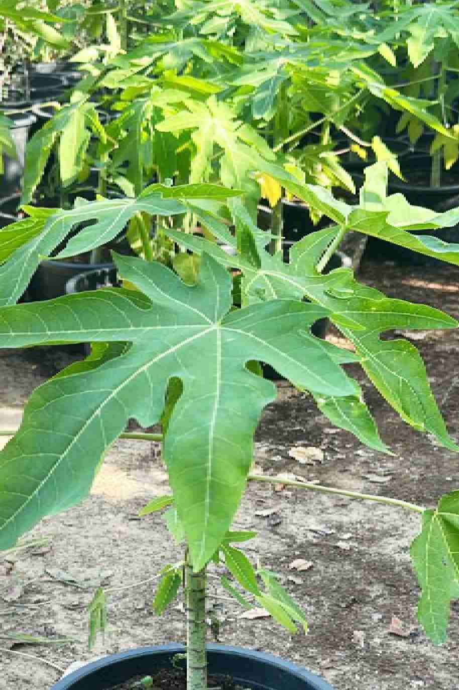 Carica Papaya