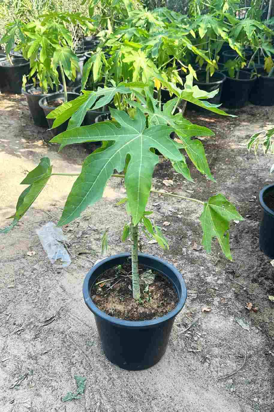 Papaya Small