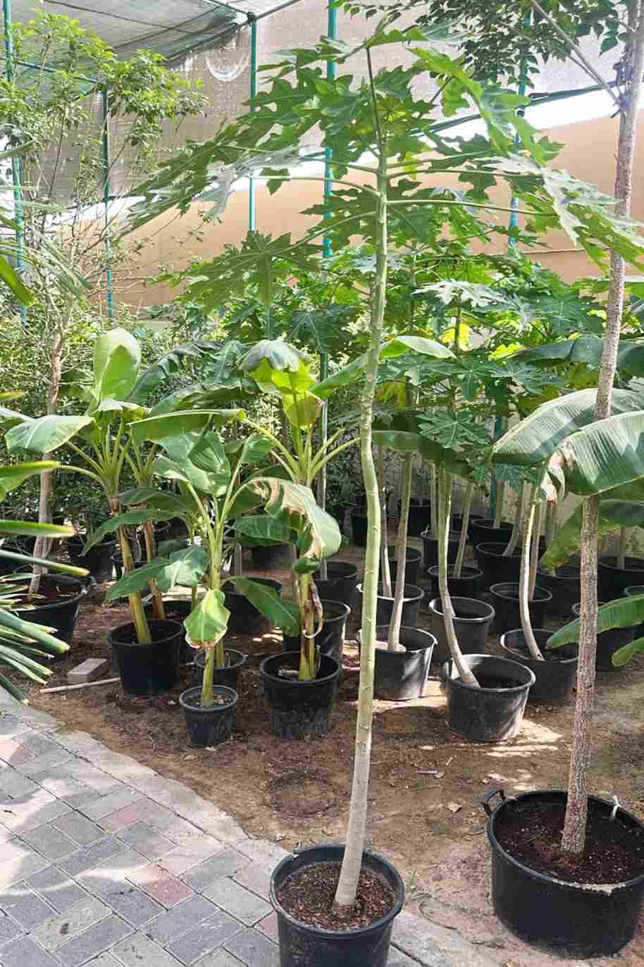Papaya Tall