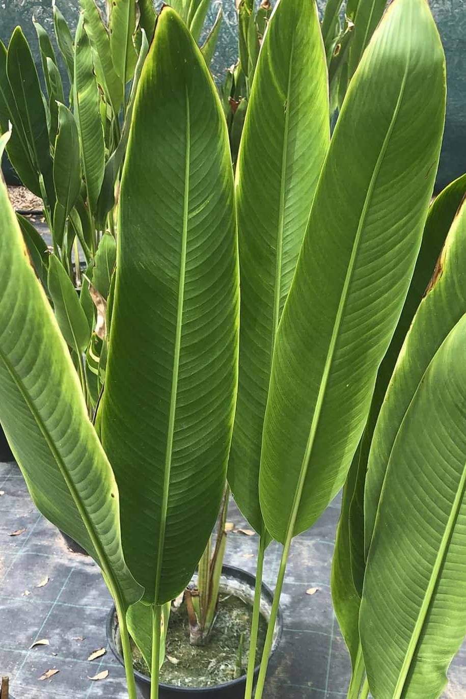 Heliconia psittacorum