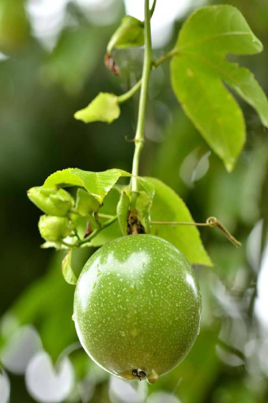 Passion Fruit Plant