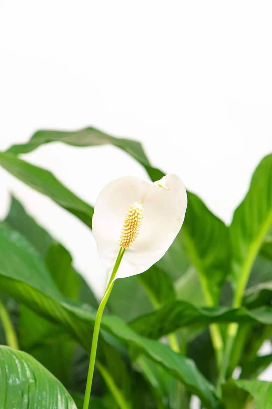 Spathiphyllum