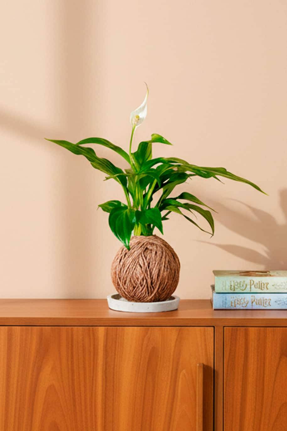 Peace Lily Mini Kokedama