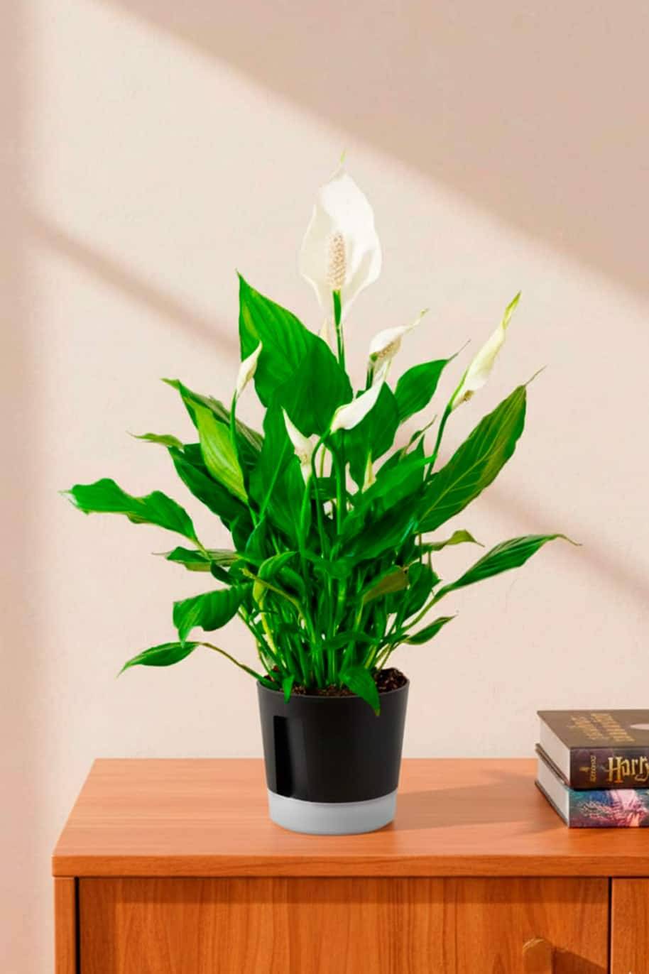 Peace Lily Self Watering Pot
