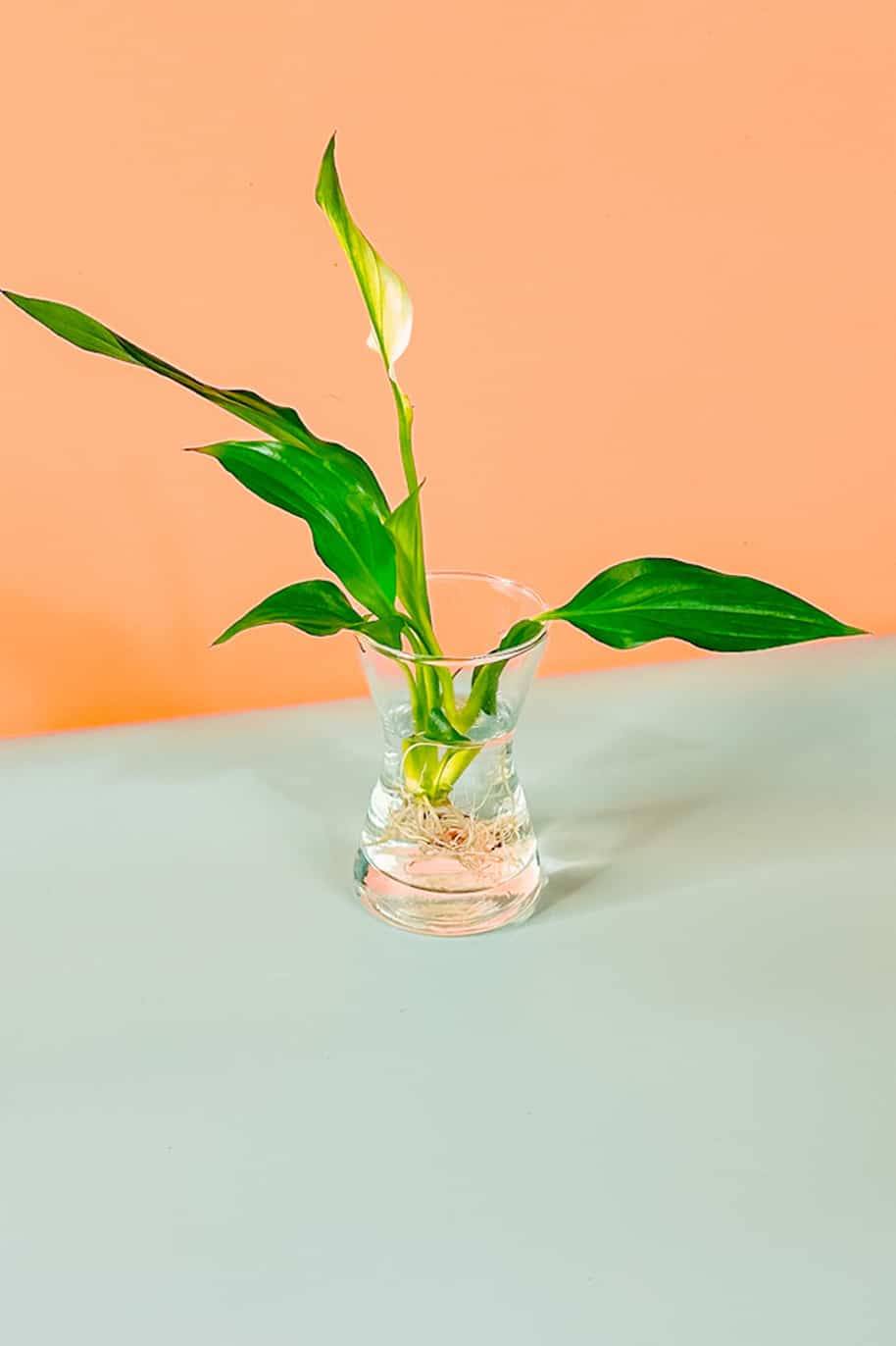 Peace Lily Cuttings