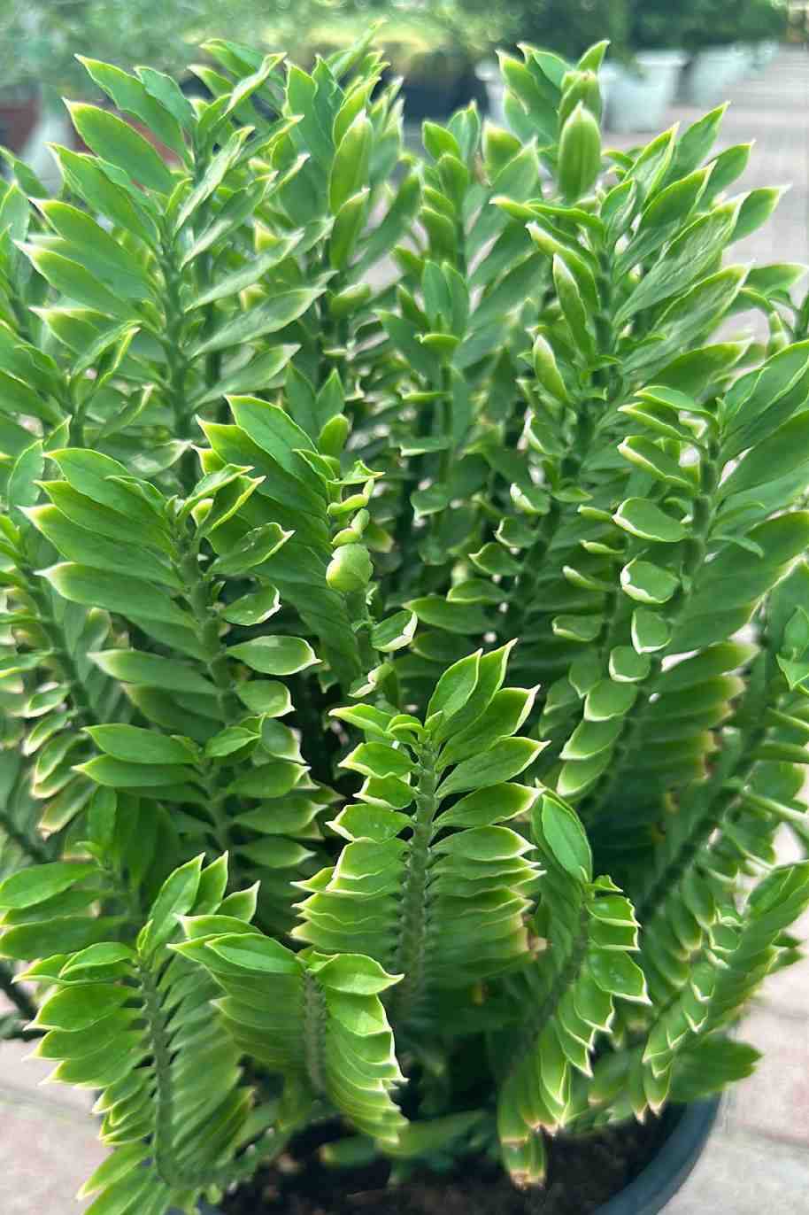 Pedilanthus Tithymaloides-ZigZag Plant