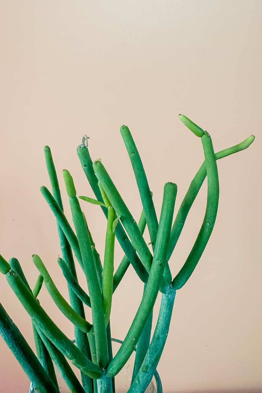 Pencil Cactus Cubo