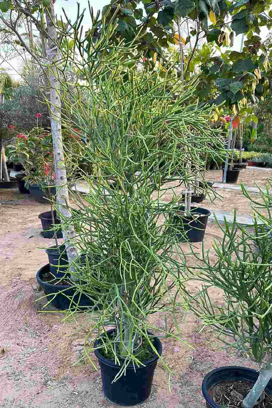 Pencil Cactus Or Firestick Plant