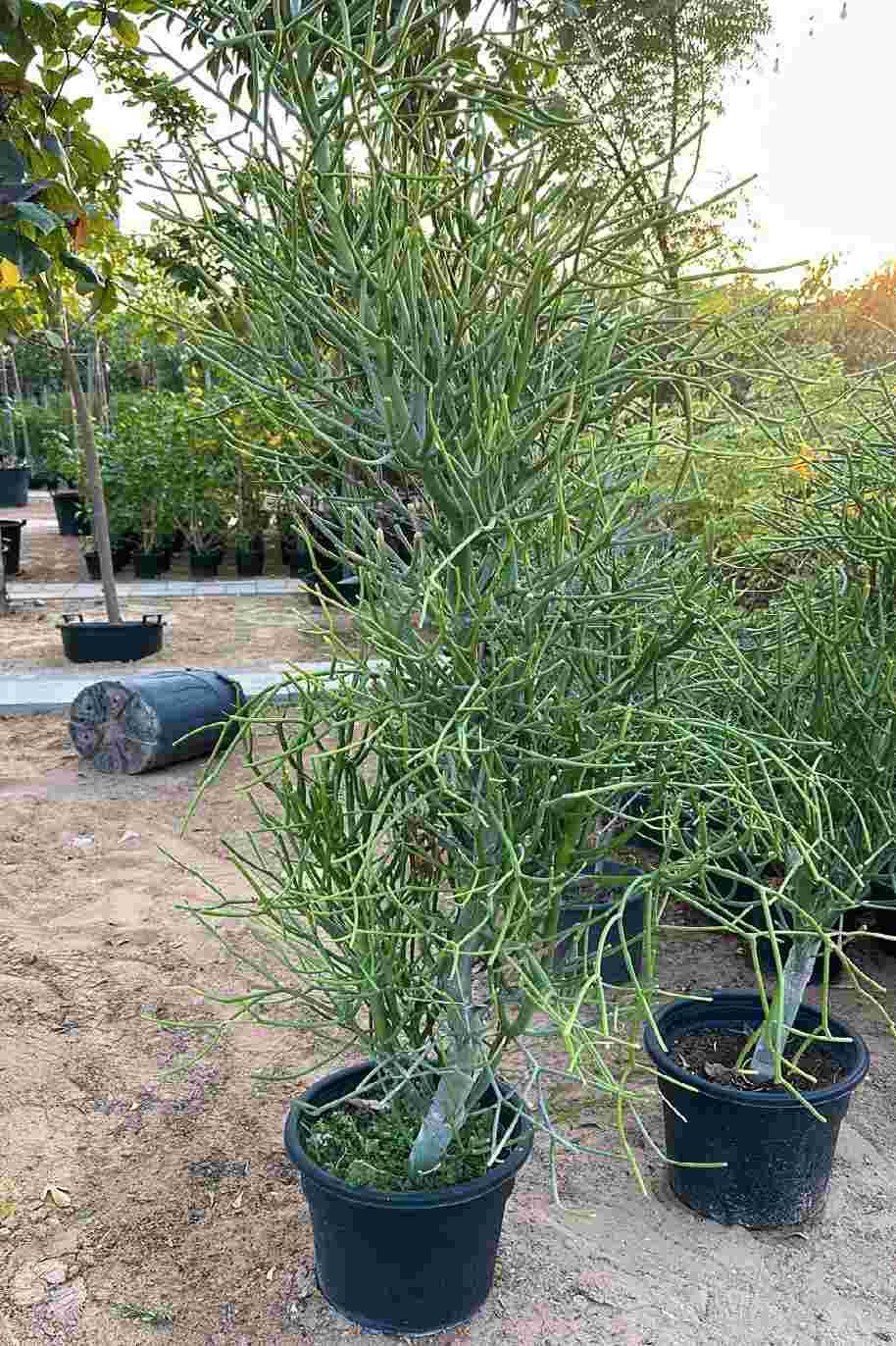Euphorbia tirucalli