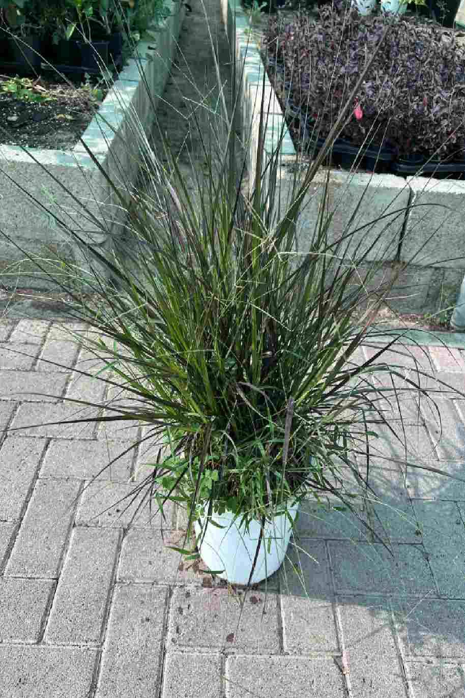 Pennisetum Grass