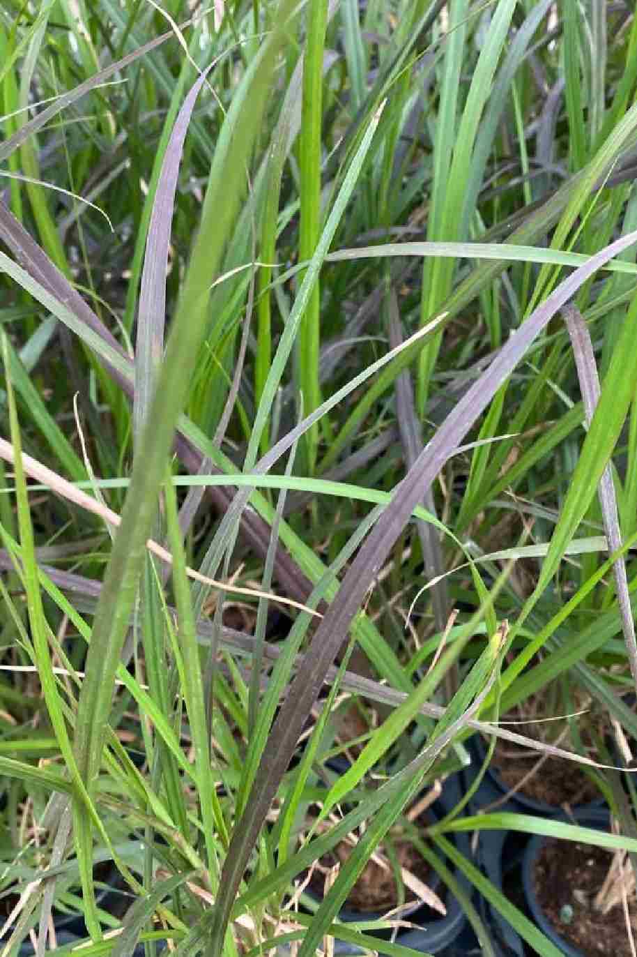 Pennisetum Setaceum